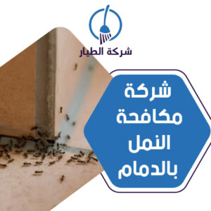 شركة مكافحة النمل بالدمام